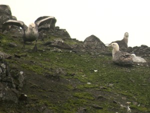 broedende reuzenstromvogels,de gieren van antarctica